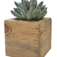Agave Succulent Head in Cube wooden pot