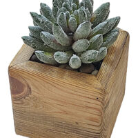 Agave Succulent Head in Cube wooden pot - Image 2