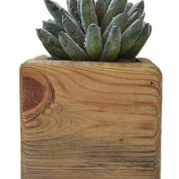 Agave Succulent Head in Cube wooden pot - Image 3