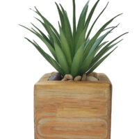Jewel Succulent Head Potted In A Cube Wooden Pot - Image 3