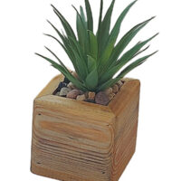 Jewel Succulent Head Potted In A Cube Wooden Pot - Image 2