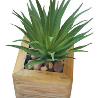 Jewel Succulent Head Potted In A Cube Wooden Pot