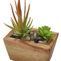 Potted Succlent In Oblong Trapezium Wooden Pot - Image 4