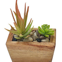 Potted Succlent In Oblong Trapezium Wooden Pot - Image 5
