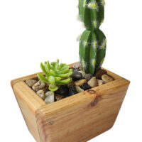 Potted Succlent In Oblong Trapezium Wooden Pot