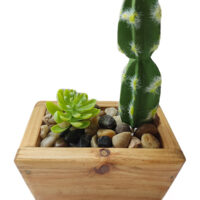 Potted Succlent In Oblong Trapezium Wooden Pot - Image 3