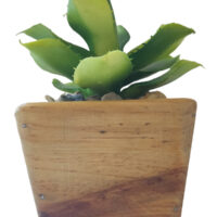 Chiapensis Succlent Potted In Trapezium Wooden Pot - Image 4