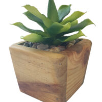 Chiapensis Succlent Potted In Trapezium Wooden Pot
