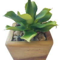 Chiapensis Succlent Potted In Trapezium Wooden Pot - Image 3
