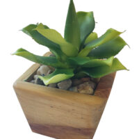 Chiapensis Succlent Potted In Trapezium Wooden Pot - Image 2